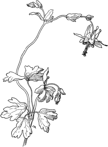 Aquilegia Truncata Red Columbine Coloring Page